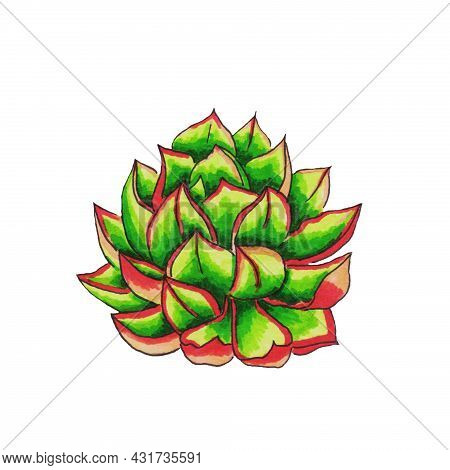 Succulents Flowers, Domestic Plant Grows In Pots And In Nature In The Desert Or In The Sand Stone Ro