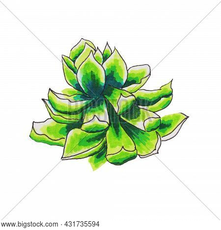 Succulents Flowers, Domestic Plant Grows In Pots And In Nature In The Desert Or In The Sand Stone Ro