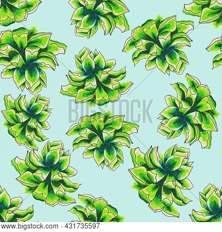Succulents Flowers, Domestic Plant Grows In Pots And In Nature In The Desert Or In The Sand Stone Ro