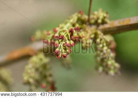 English Redoul - Latin Name - Coriaria Myrtifolia