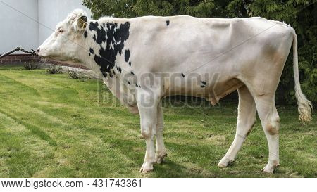 Bull-producer In The Show Rack. Images For The Agricultural Catalog. Production Of Sperm For Insemin