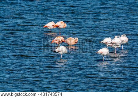 Colony Of Pink Flamingos Wintering In Grevelingen Salt Lake Near Battenoord Village In Zeeland, Neth