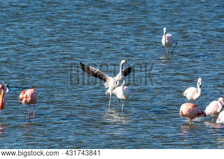 Colony Of Pink Flamingos Wintering In Grevelingen Salt Lake Near Battenoord Village In Zeeland, Neth