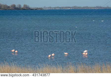 Colony Of Pink Flamingos Wintering In Grevelingen Salt Lake Near Battenoord Village In Zeeland, Neth