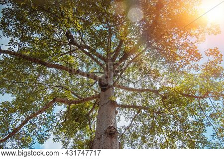 Looking Up Into The Trees In The Forest. Forest Bathing Background