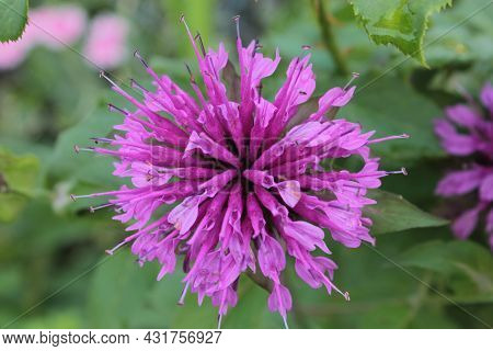 The Lilac Flower Of The Monard Grows In The Garden.