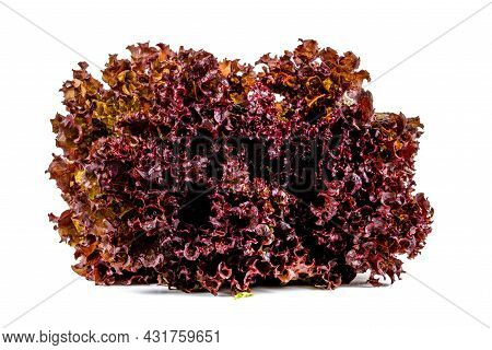 Fresh Red Curled Lettuce Isolated On White Background