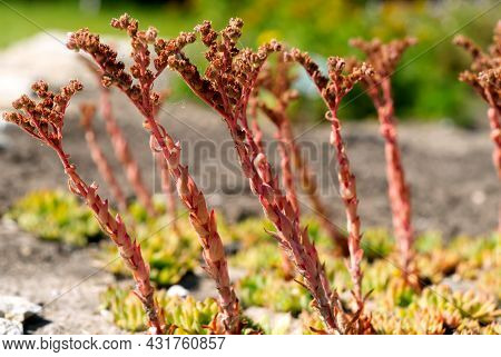 Semprevivum Cantabricum Summer Time Macro Picture Close Up