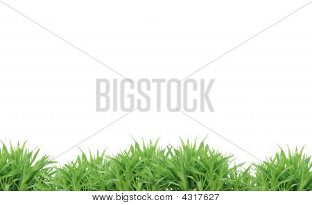 Herbe verte