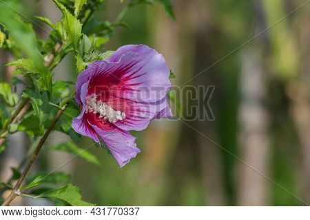 Shrub Althea Flower Blooming Outdoors In Summer In Spain