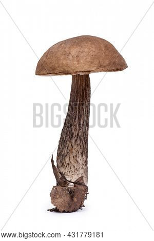 Brown cap boletus isolated on white background