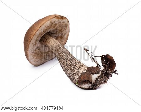 Brown cap boletus isolated on white background