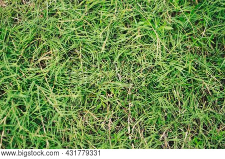 Abstract Natural Background. Collection With Different Colour Tones Of Green Grass, Copy Space. Summ