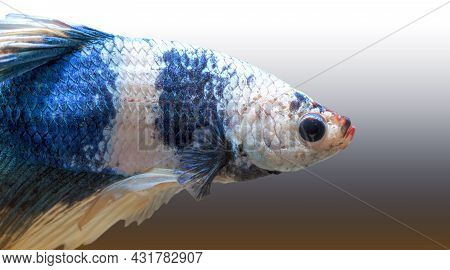 Closeup Of Betta Fish Face, Betta Mouth And Air Bubbles In The Water, Siamese Fighting Fish,betta Sp