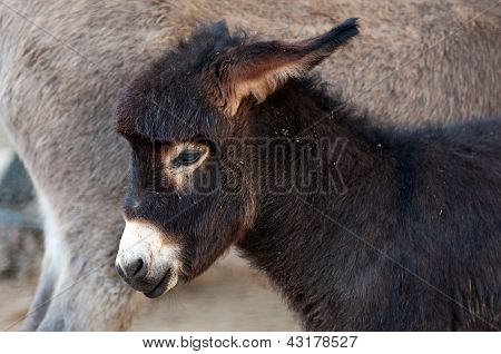 Føl, Baby æsel