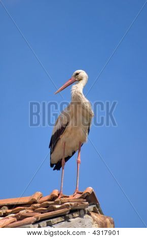 Cigogne