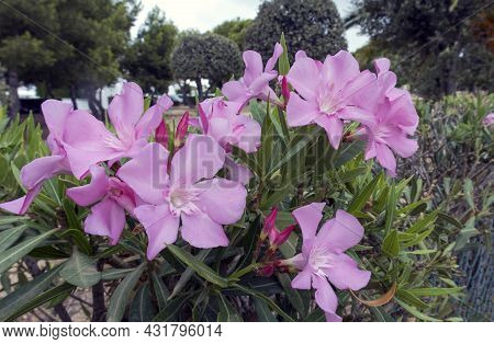 Mediterranean Shrub With Large Flowers And Long Flowering Name, Nerium Oleander, Of The Family Apocy