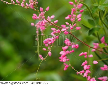 Pink Flower Small Ivy Scientific Name Antigonon Leptopus Hook, Arranged Into Beautiful Bouquets On B