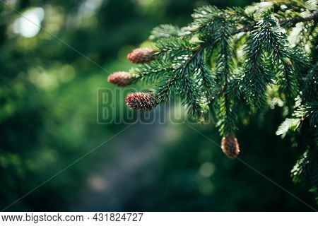 Christmas Fir Tree Branches Background With Young Spruce Cones