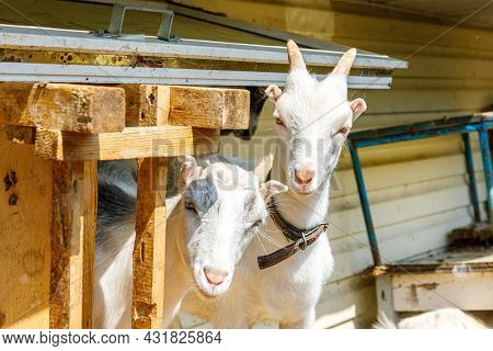 Cute Free Range Goatling On Organic Natural Eco Animal Farm Freely Grazing In Yard On Ranch Backgrou