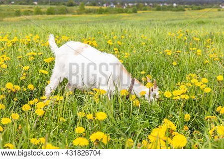 Cute Free Range Goatling On Organic Natural Eco Animal Farm Freely Grazing In Meadow Background. Dom