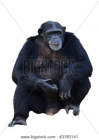Chimpanse