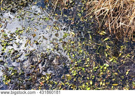 Looking Down Onto A Scummy Pond Filled With Weed And Seed Pods And Brown Leaves