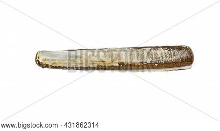Razor Fish, Sea Shell Isolated On White Background. Shell, Seashell Or Conch Isolated On White Backg