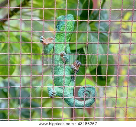 Chameleon จิ้งจกเขียวในกรง สวนพฤกษศาสตร์กุลา อุย
