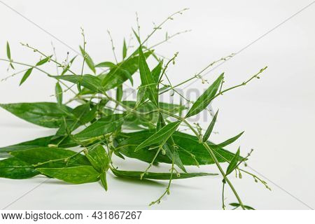 Andrographis Paniculata Herb Plant On White Background