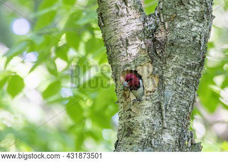 The Red-headed Woodpecker (melanerpes Erythrocephalus)  Bringing Food For Young  Into The Nesting Ca