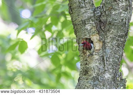 The Red-headed Woodpecker (melanerpes Erythrocephalus)  Bringing Food For Young  Into The Nesting Ca