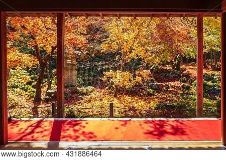 Frame Between Wooden Pavilion And Beautiful Maple Tree In Japanese Garden And Red Carpet At Enkoji T