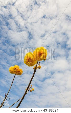 Gule silke bomuld eller Cochlospermum Regium