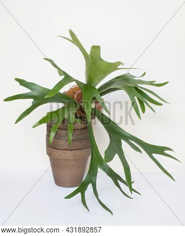 Staghorn Fern in Stacked Brown Clay Pots