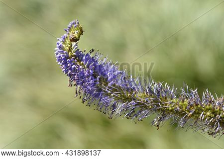 Endemic Veronicastrum From Sakhalin Island (russia) - Latin Name - Veronicastrum Sachalinense