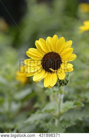 Common Sunflower - Latin Name - Helianthus Annus