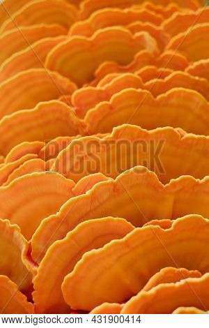 Mushroom Tinder Fungus Sulfur-yellow Or Chicken Mushroom (laetiporus Sulphureus) On A Tree Trunk. Cl