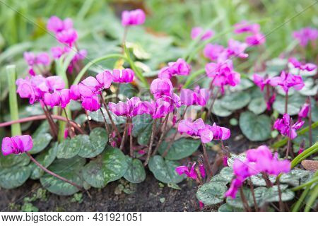 Cyclamens, Cyclamen Coum, Flowering In A Uk Garden In Winter