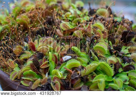 Botanical Collection, Different Carnivorous Plants Which Trapping And Consuming Animals And Protozoa