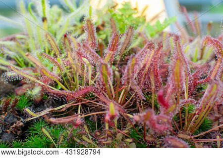 Botanical Collection, Different Carnivorous Plants Which Trapping And Consuming Animals And Protozoa