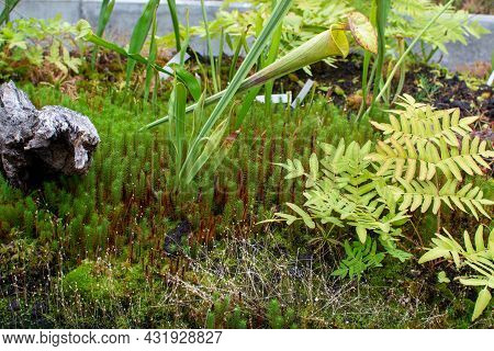 Botanical Collection, Different Carnivorous Plants Which Trapping And Consuming Animals And Protozoa