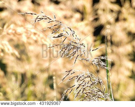 A Single Bunch Of Reed Grass In Early Morning Dew: Beads Of Dew Can Be Seen On This Bunch Of Reed Gr