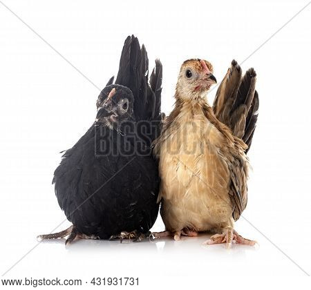 Ayam Seramas In Front Of White Background