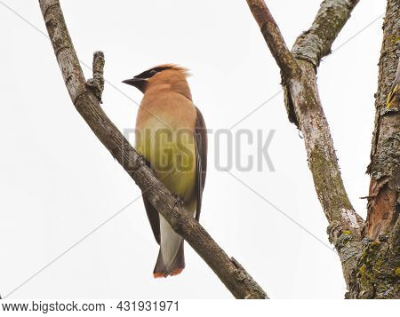 Waxwing On A Branch: A Cedar Waxwing Bird Shows Its Profile While Perched On A Tree Branch On A Clou