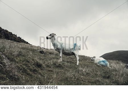 Goats Being Farm On Hillsides Of Slieve Mish Mountains In Ireland Monochrome.