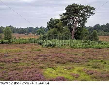 Heather And Trees At Skipwith Common, North Yorkshire, England