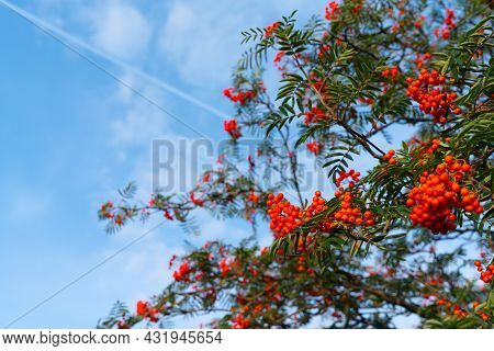 Small Red Berries Growing On Mountain Ash Tree (sorbus Aucuparia Or Rowan Tree) In Early Autumn In T