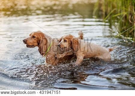 An Adult Dog And A Puppy Bathe In The Lake. White And Red Dogs Of The Russian Spaniel Breed Are Play