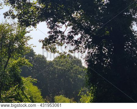 Trees And Skies Of The Virginia Wetlands